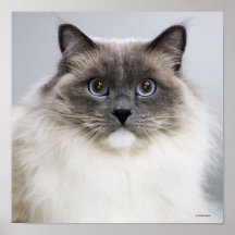 Portrait of Ragdoll cat Print