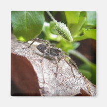Portrait - Young Spider Refrigerator Magnets