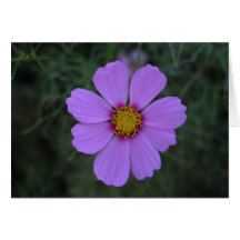 Portuguese-feliz aniversário-cosmos card