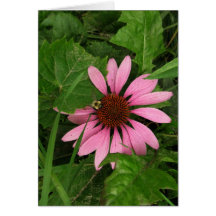 Portuguese-feliz aniversário-echinacea greeting card