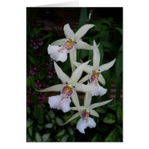 Portuguese-feliz aniversário-four orchid greeting cards