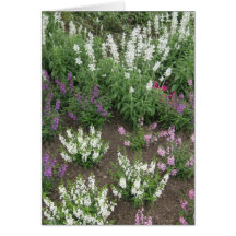 Portuguese-feliz aniversário-heather greeting cards