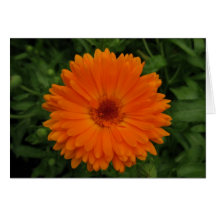 Portuguese-feliz aniversário-orange flower greeting card