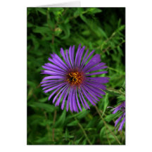 Portuguese-feliz aniversário-purple flower cards