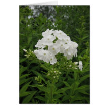 Portuguese-feliz aniversário-white flower greeting card