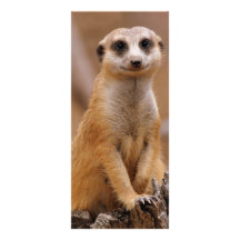 Posing Meerkat Customized Rack Card