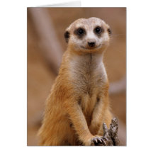 Posing Meerkat Greeting Cards