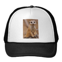 Posing Meerkat Mesh Hats