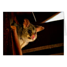Possum ring tailed possum blank card notecard