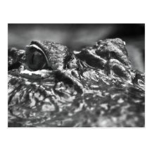 POST CARD Cape Fear Alligator - North Carolina