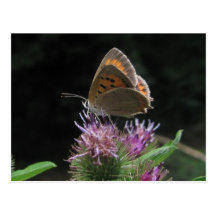 Postal mariposa