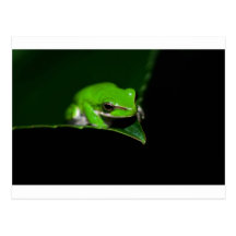 Postcard - Green tree frog on a leaf edge