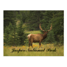 Postcard - Jasper National Park