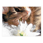 Postcard kitty