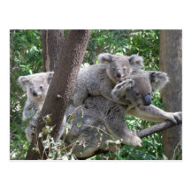 Postcard Koala QLD Australia