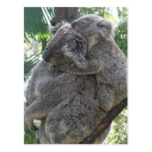 Postcard Koalas QLD Australia