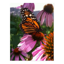 Postcard - Monarch Butterfly on Coneflower