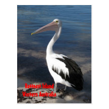POSTCARD - Pelican