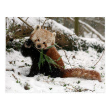 Postcard - red panda 2