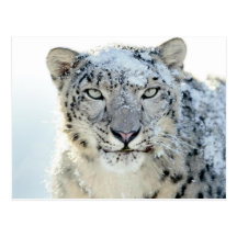 Postcard- Snow Leopard