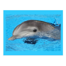 Postcard, The Dolphin's Greeting.