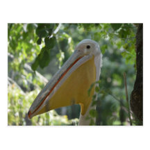 Postcard with hiding pelican