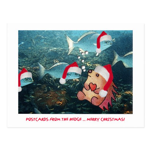 POSTCARDS FROM THE hEDGE - Visiting the Santa Fish
