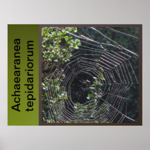 Poster - Achaearanea tepidariorum