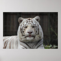 Poster, Bengal Tiger