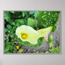 Poster, Calla Lily, colour background options