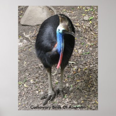 Cassowary Bird Australia