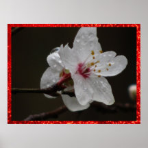 Poster - Cherry Blossom