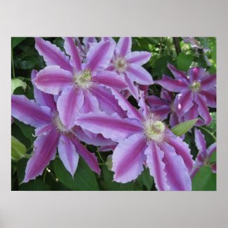 POSTER - Clematis flowers in spring in UK print