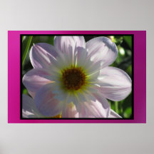 Poster - Dalia Flower