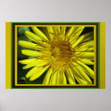 Poster - Dandelion Flower
