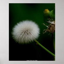 Poster  Dandelion - Photo By:: John A. Sylve...