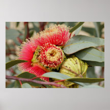 POSTER - Eucalyptus flowers Western Australia