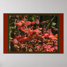Poster - Fall Leaves
