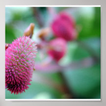 Poster-Flowers-42