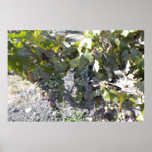 Poster: Grapes on Vine in August