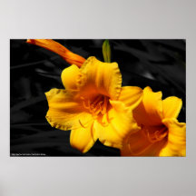 Poster Lilies - Cape Fear, North Carolina -...