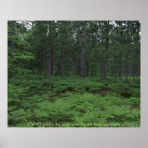 Poster / Michigan's Seney National Wildlife Refuge