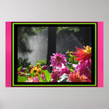 Poster - Multi-Colour Dahlia Flowers