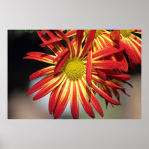 Poster Mums