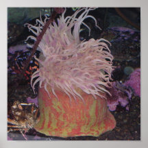 Poster - Ocean Garden