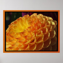 Poster - Orange Dahlia Flower