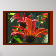 Poster - Orange Daisies