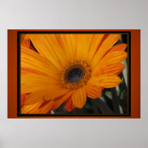 Poster - Orange Daisy Flower
