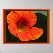 Poster - Orange Flower