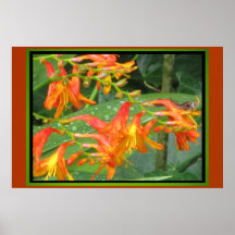 Poster - Orange Flowers